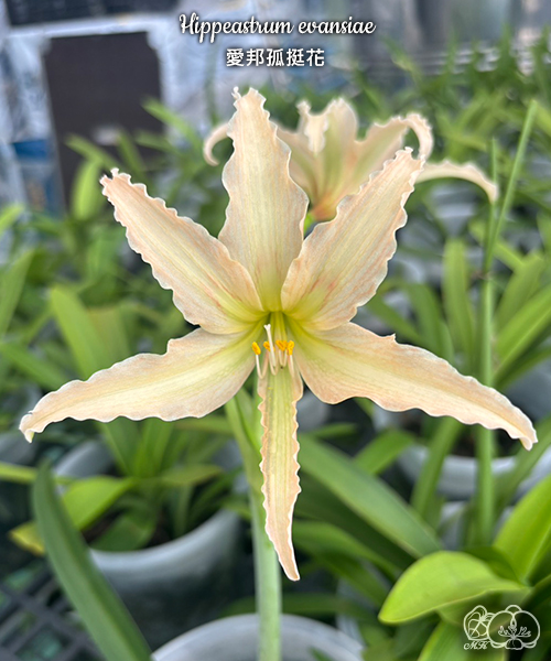 Miki Orchid -